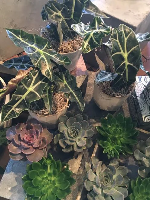"Shield Plants", or alocasia, with our new potted succulents. 