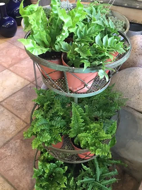 Freshly filled tower of ferns, including Maiden Hairs and birds nest!