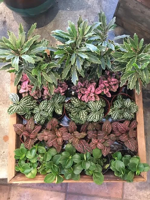Always a huge hit, we're freshly re-stocked on our mini terrarium plants! Perfect for adding just a touch of something leafy and green in your succulent gardens. 