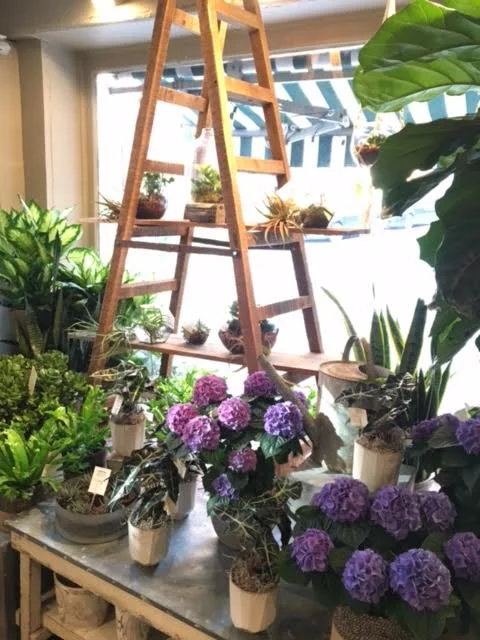 New window display, filled with beautiful green houseplants, and some early spring hydrangea bushes!