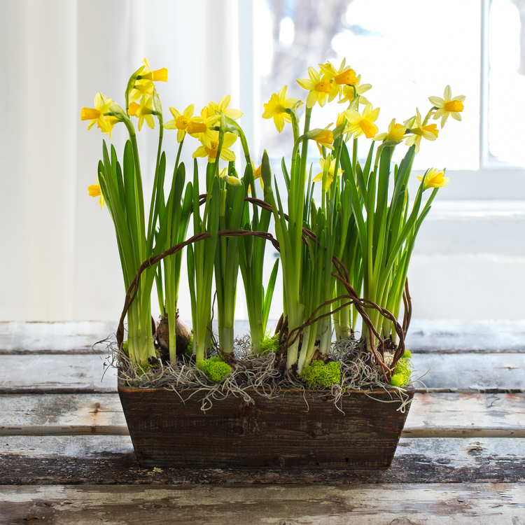 box of daffodils.jpg