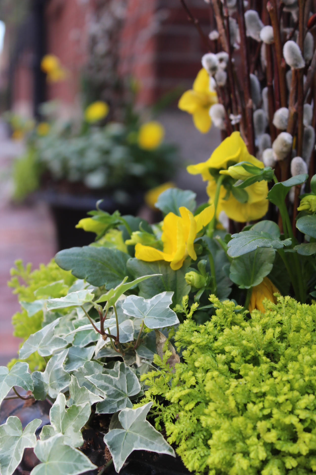 window boxes