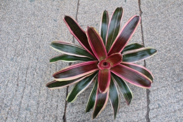 bromeliad2.JPG