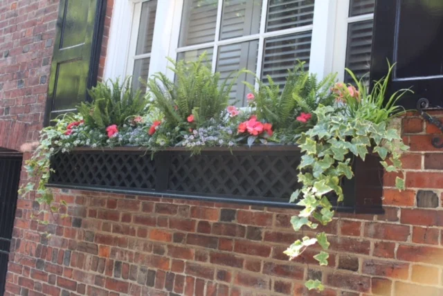 window boxes flowers boston