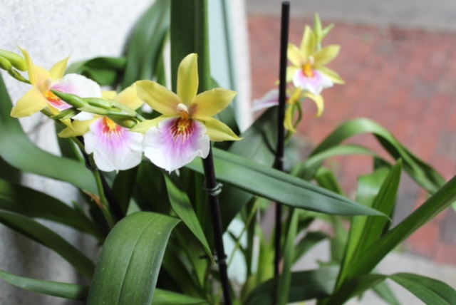 boston orchid delivery