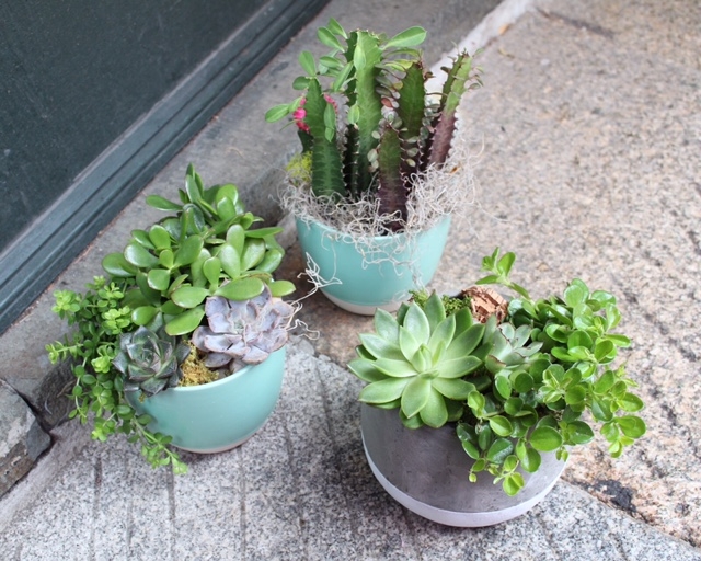 boston succulents delivery