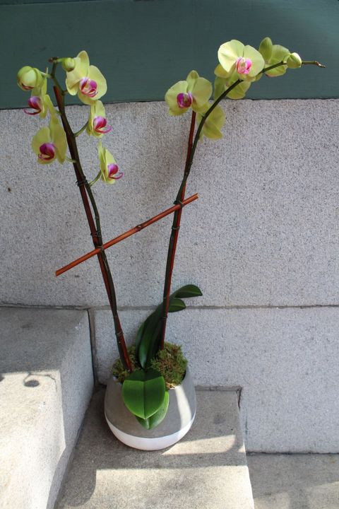 boston orchid delivery