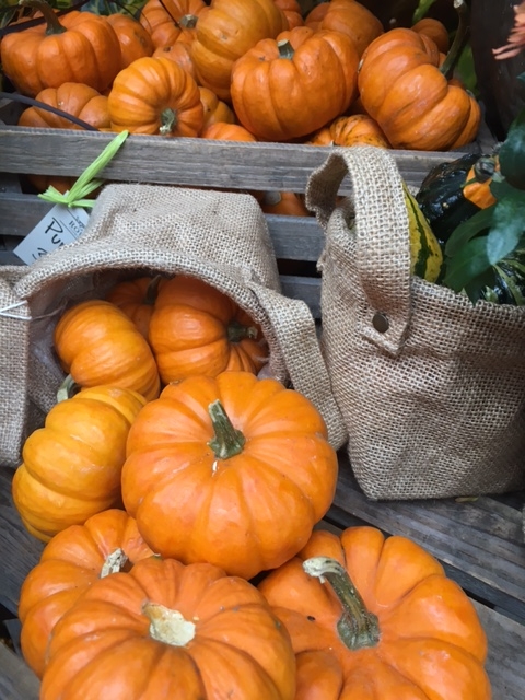 boston pumpkins flower delivery