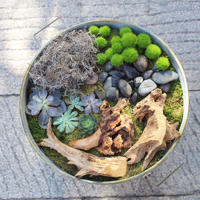 boston terrarium class