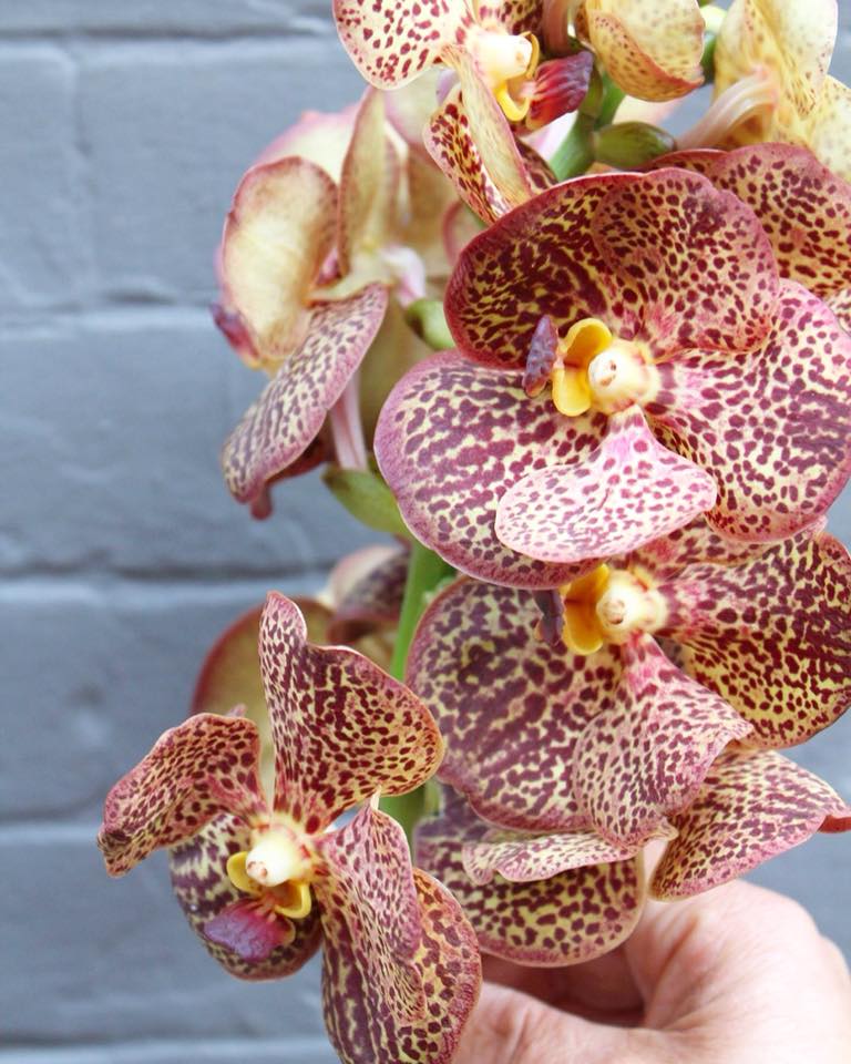 boston flowers orchid