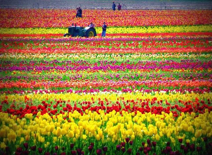 tulip.jpg