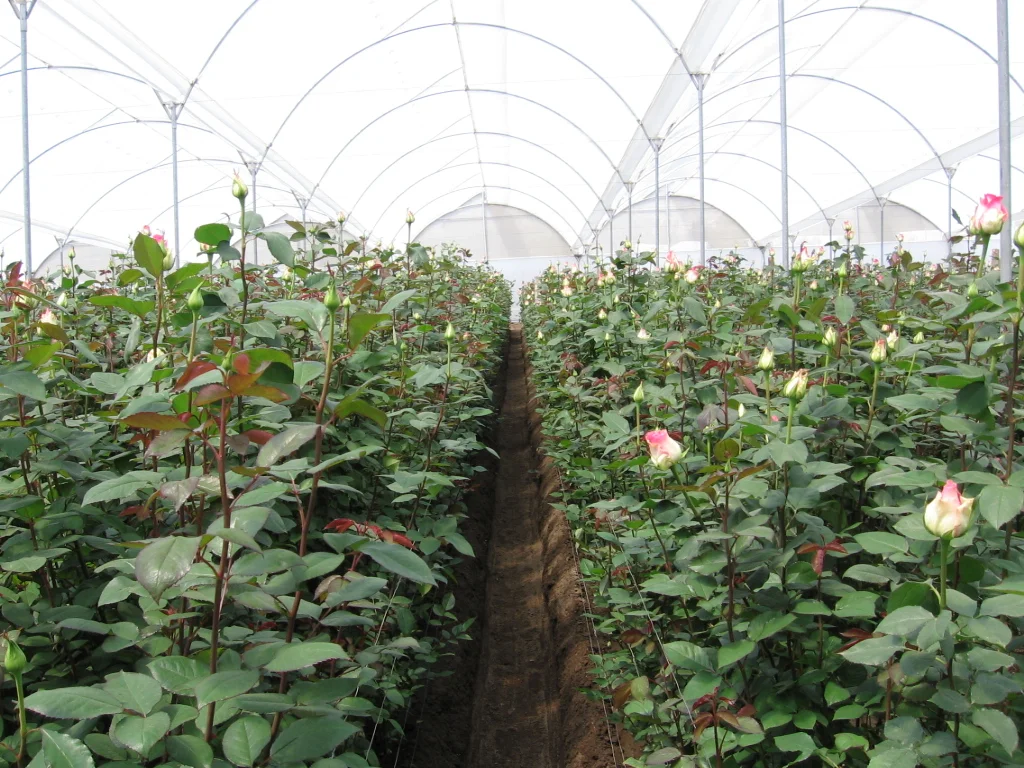 rose farm.jpg