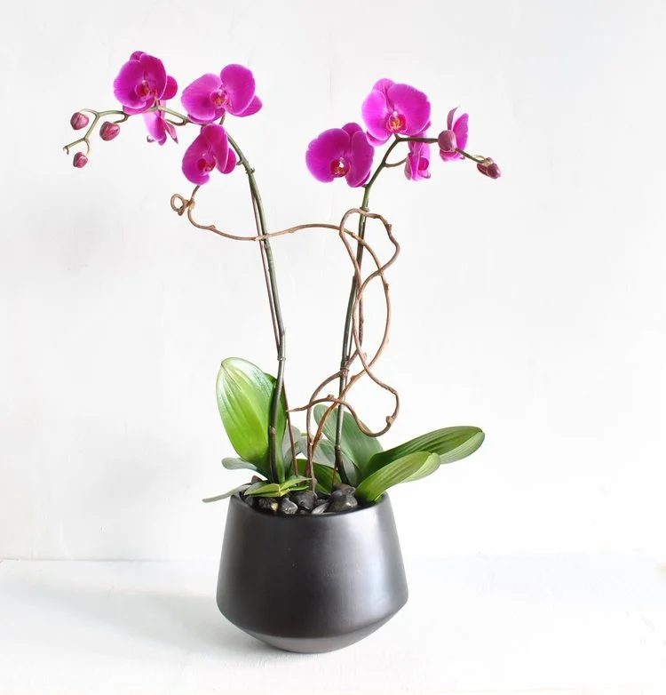 A spectacular fuchsia phalaenopsis orchid plant with distinctive and unique kiwi branch up the stems planted in a tapered black ceramic pot with river rock. 