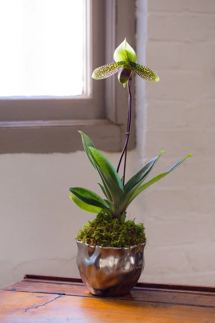orchid2.jpg