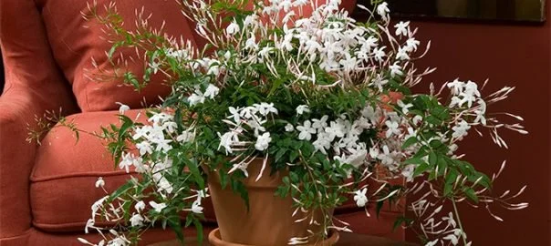 This exotic plant has a gentle, soothing effect on the body and mind. It has been shown in one study to reduce anxiety levels, leading to a greater quality of sleep. Not only that, but this research suggests that the positive effects of such a high quality sleep lead you enjoy increased alertness and productivity during the day. With such beautiful pink or ivory blossoms, there seem to be no downsides to adding a Jasmine bloom to your bedroom