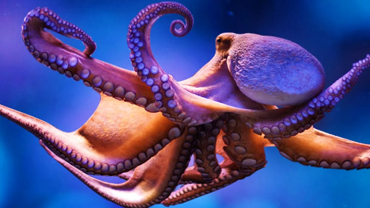 octo2.jpg