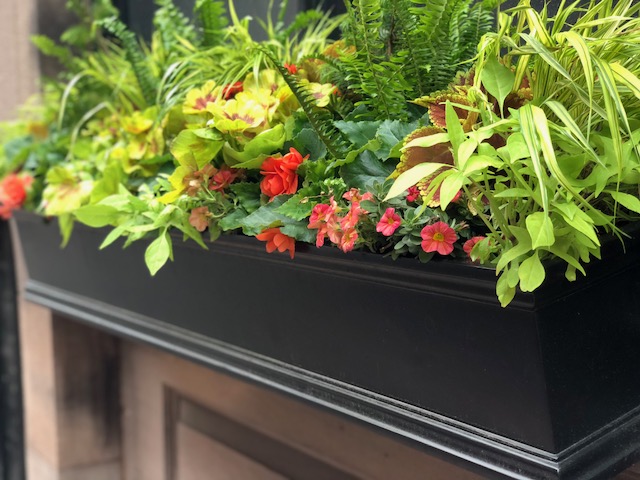 Seasonal Window Boxes Boston