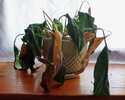 dead-houseplant-400x320.jpg