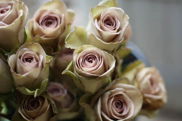 Amnesia Rose