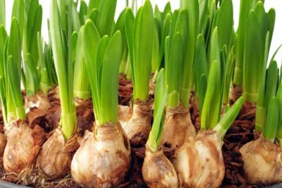 bulbs.jpg