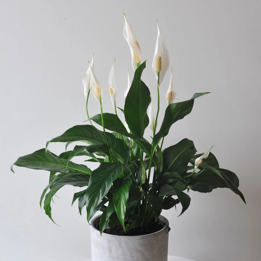 peace lily.jpg