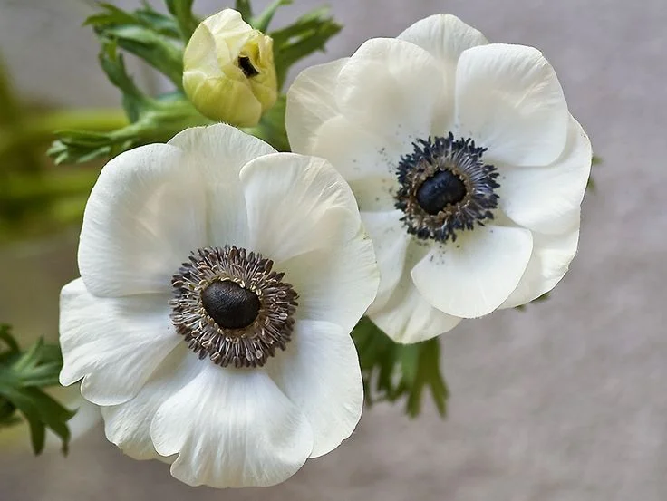 anemone 2.jpg