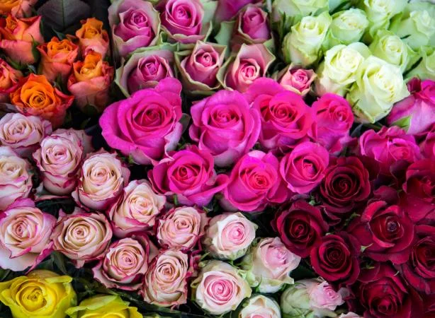 Roses.jpg