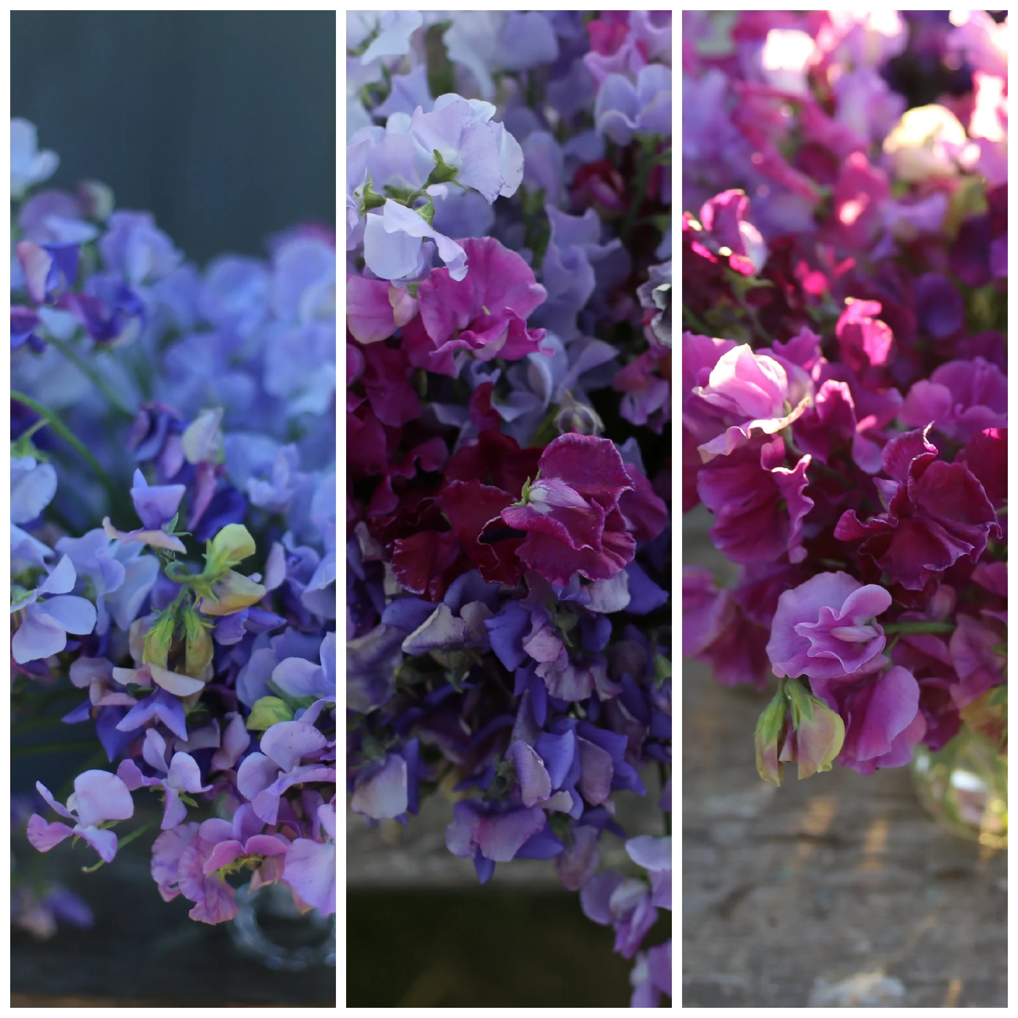 sweetpea4.jpg