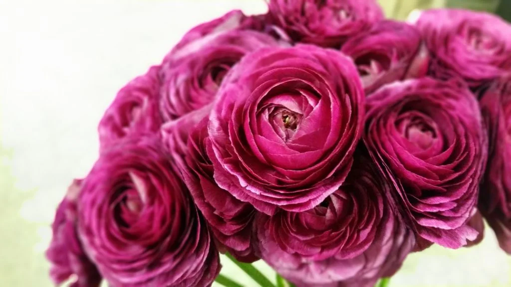 ranun-deep-pink-1024x576.jpg