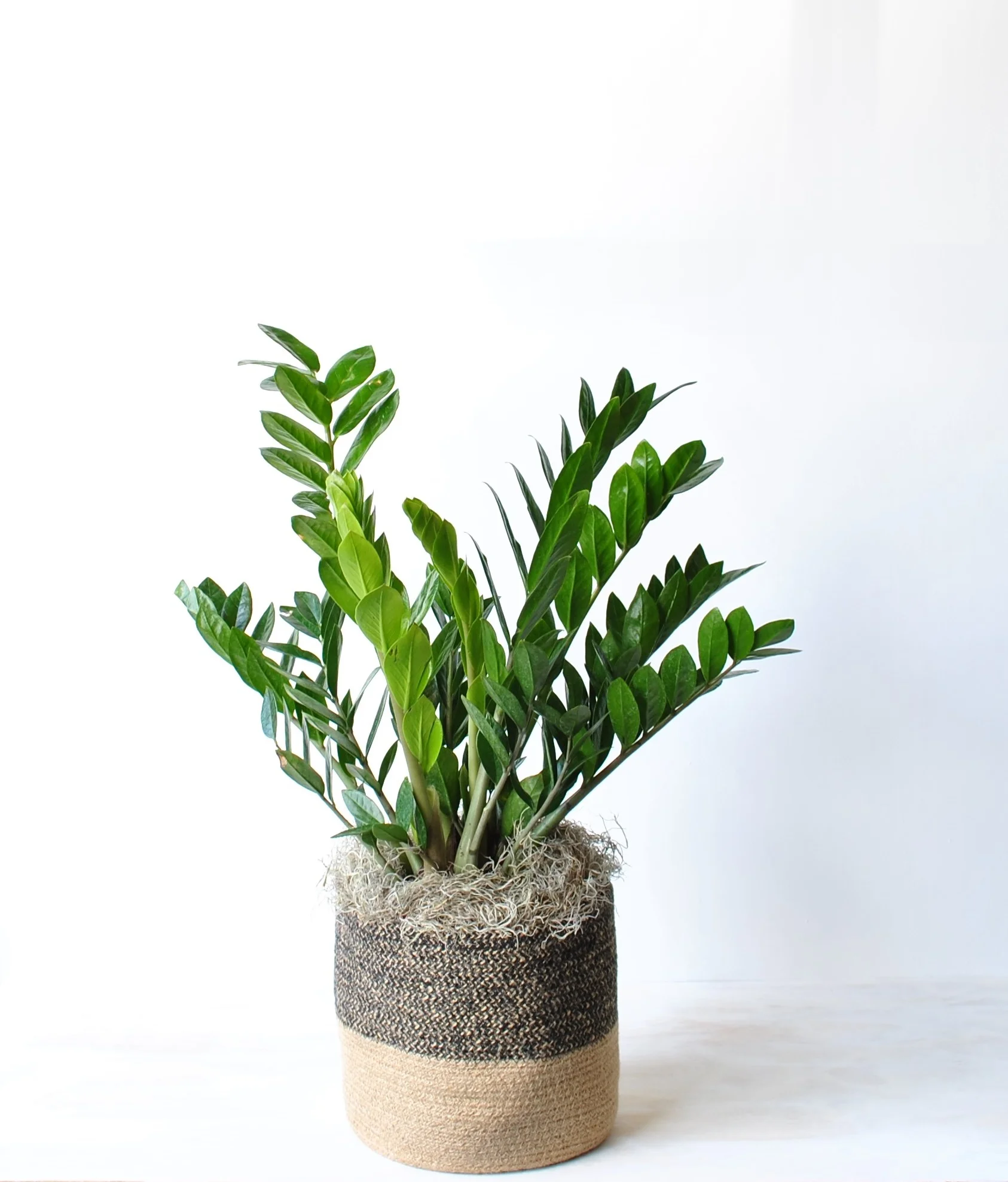 house plant boston