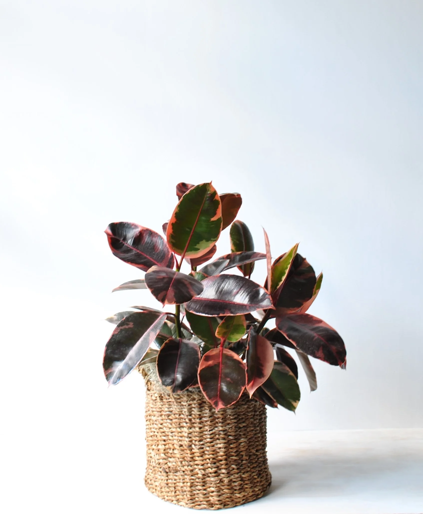 office plant delivery