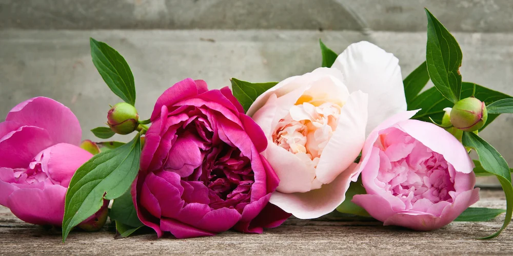 Peony.jpg