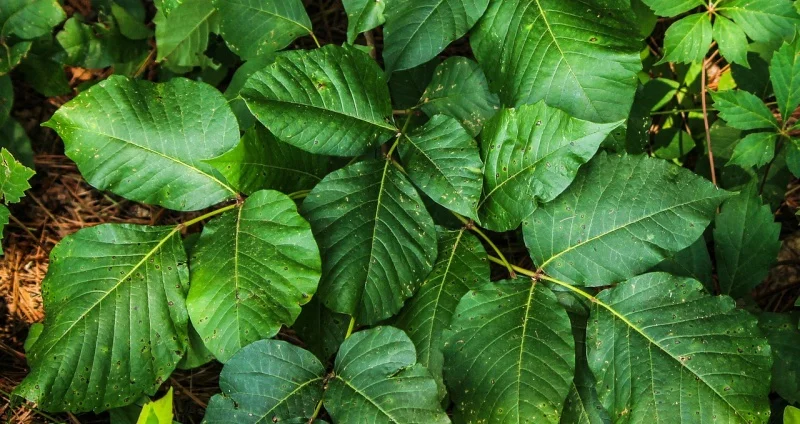 Poison Ivy