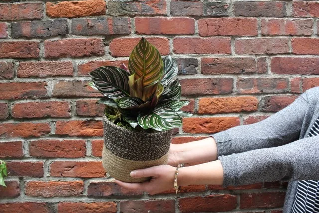 Calathea ornata