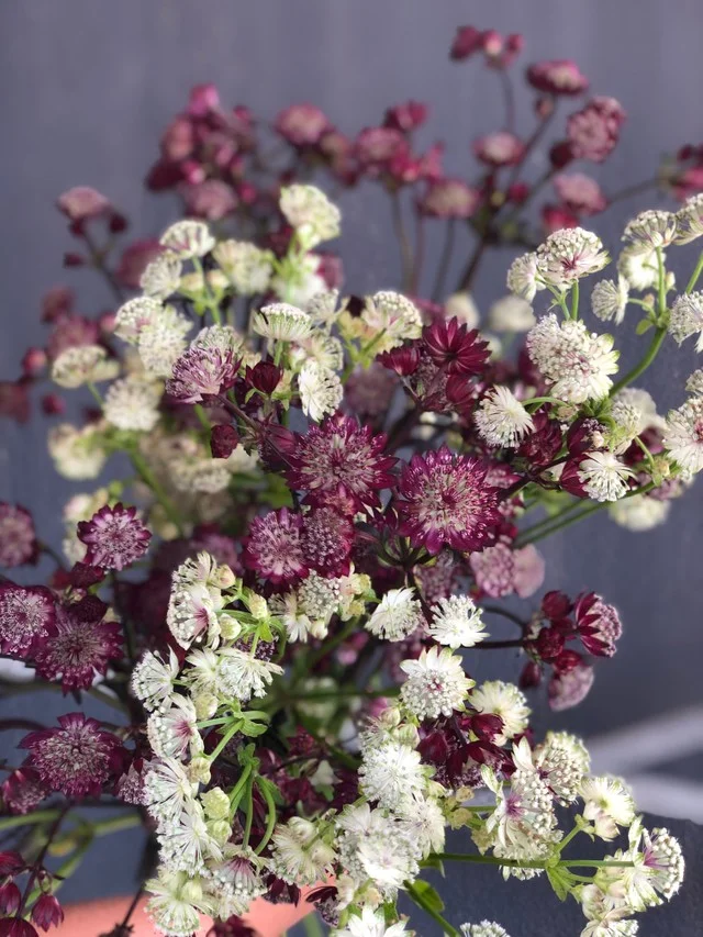 Astrantia also known as melancholy gentleman, masterwort and Hattie’s pincushion