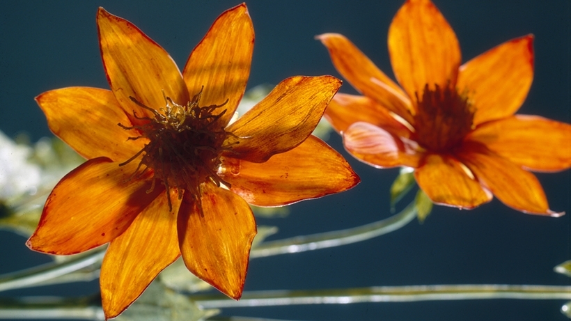 glass flower4.jpg