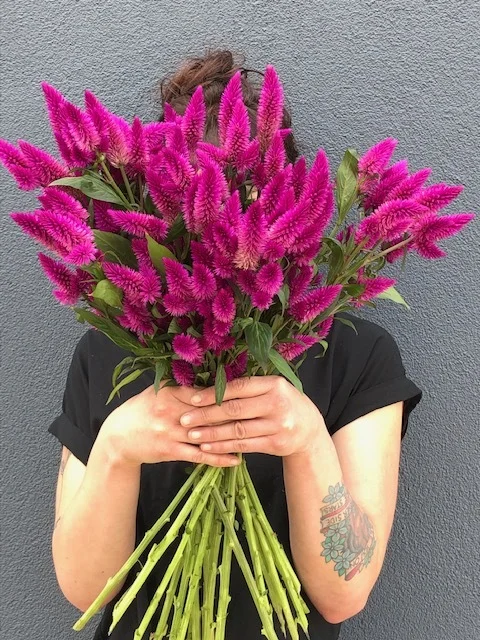 Celosia caracas