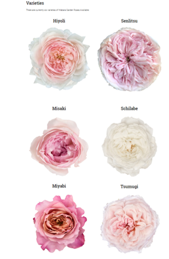 garden roses.png