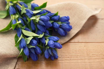 gentian.jpg
