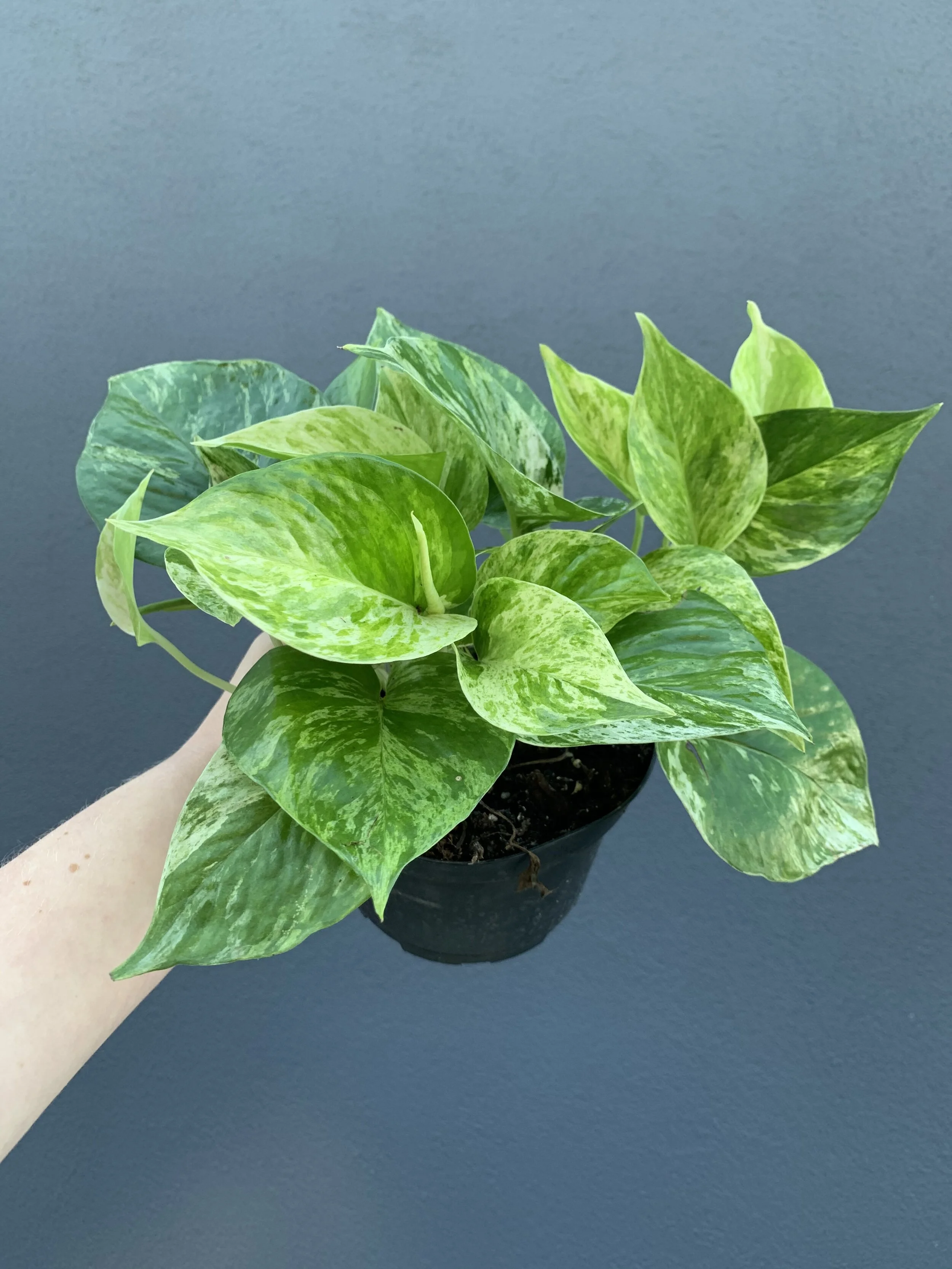 Cambridge plant store