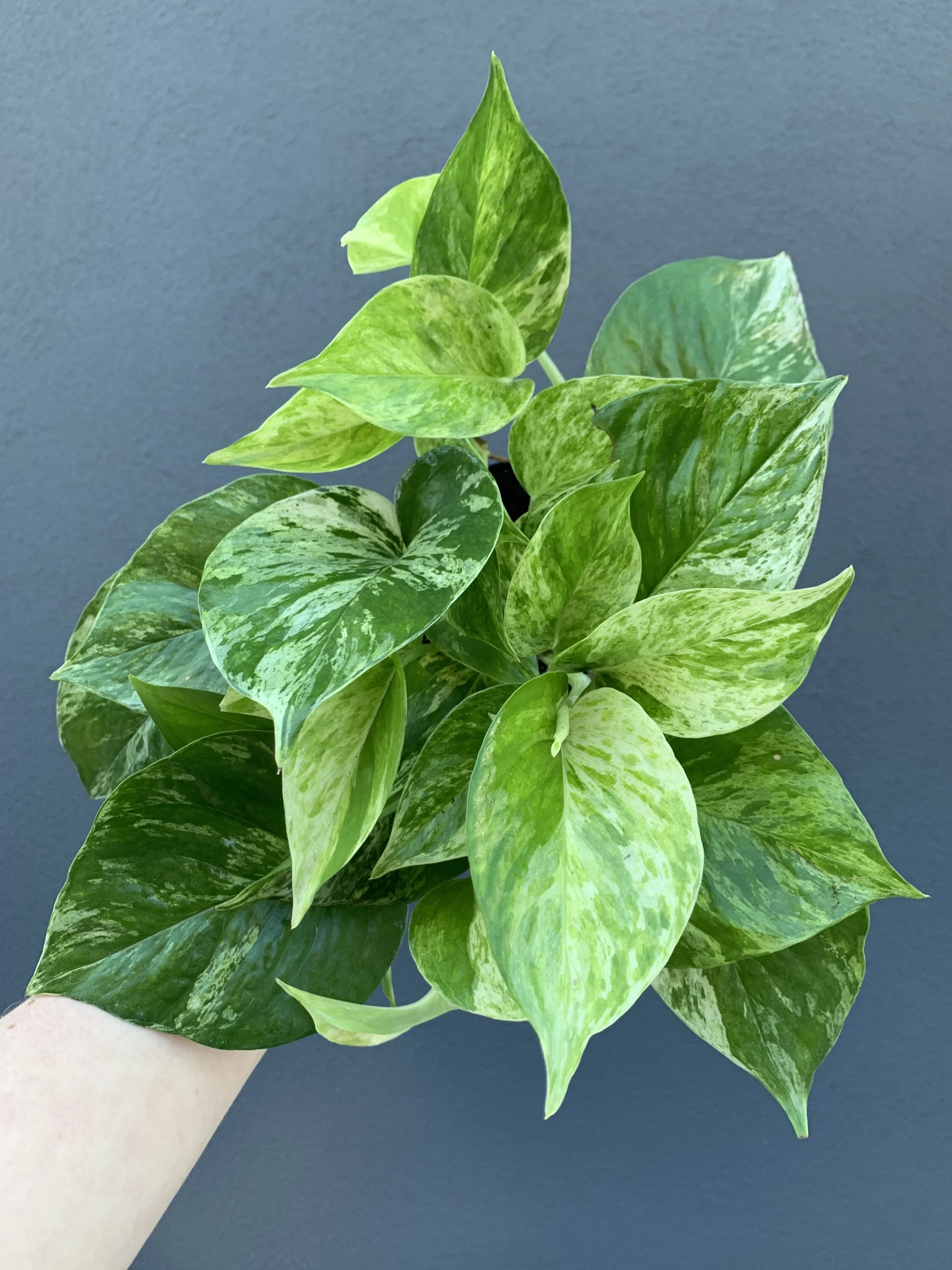 Central Square Florist Cambridge