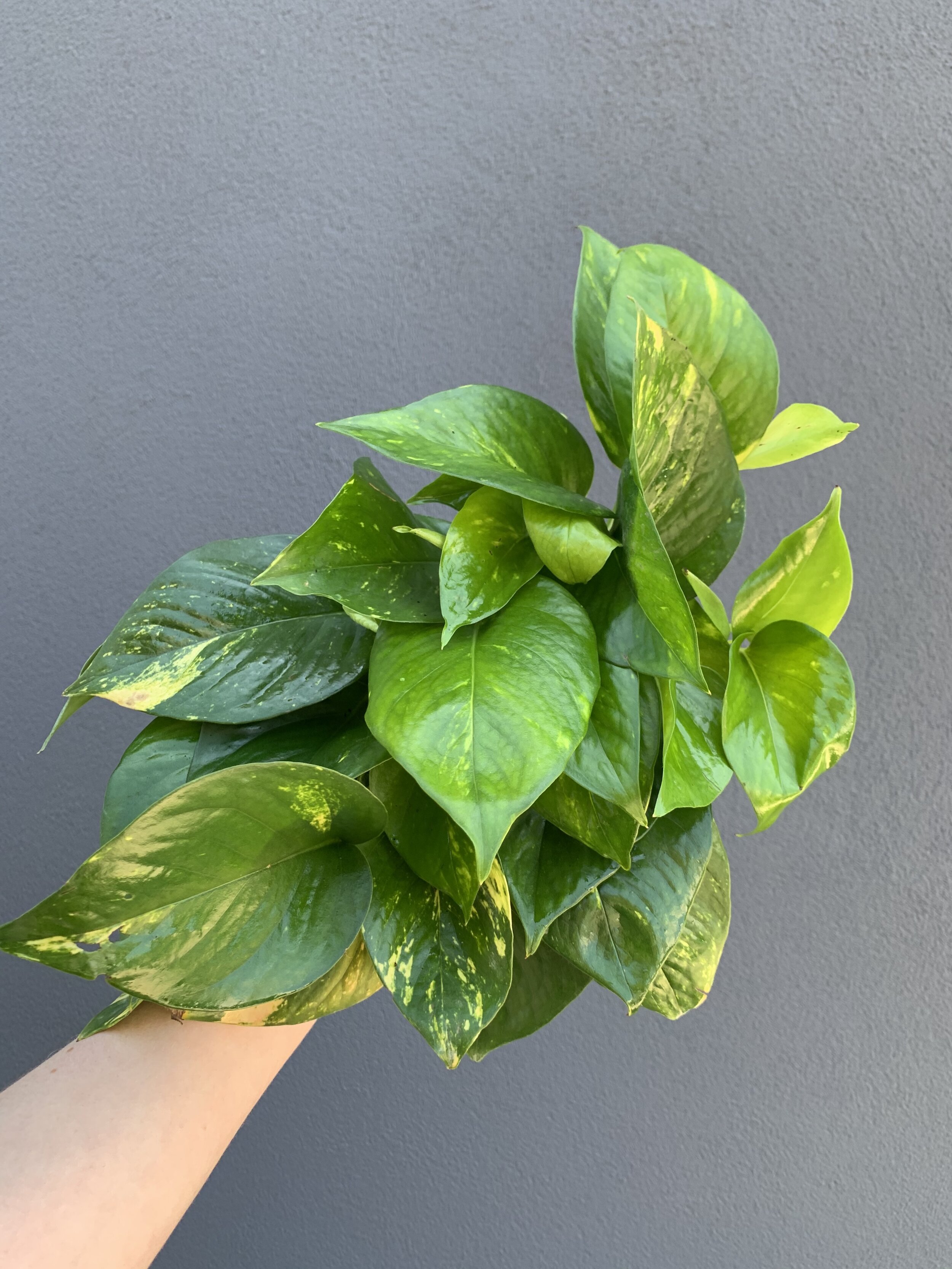 easy care houseplants