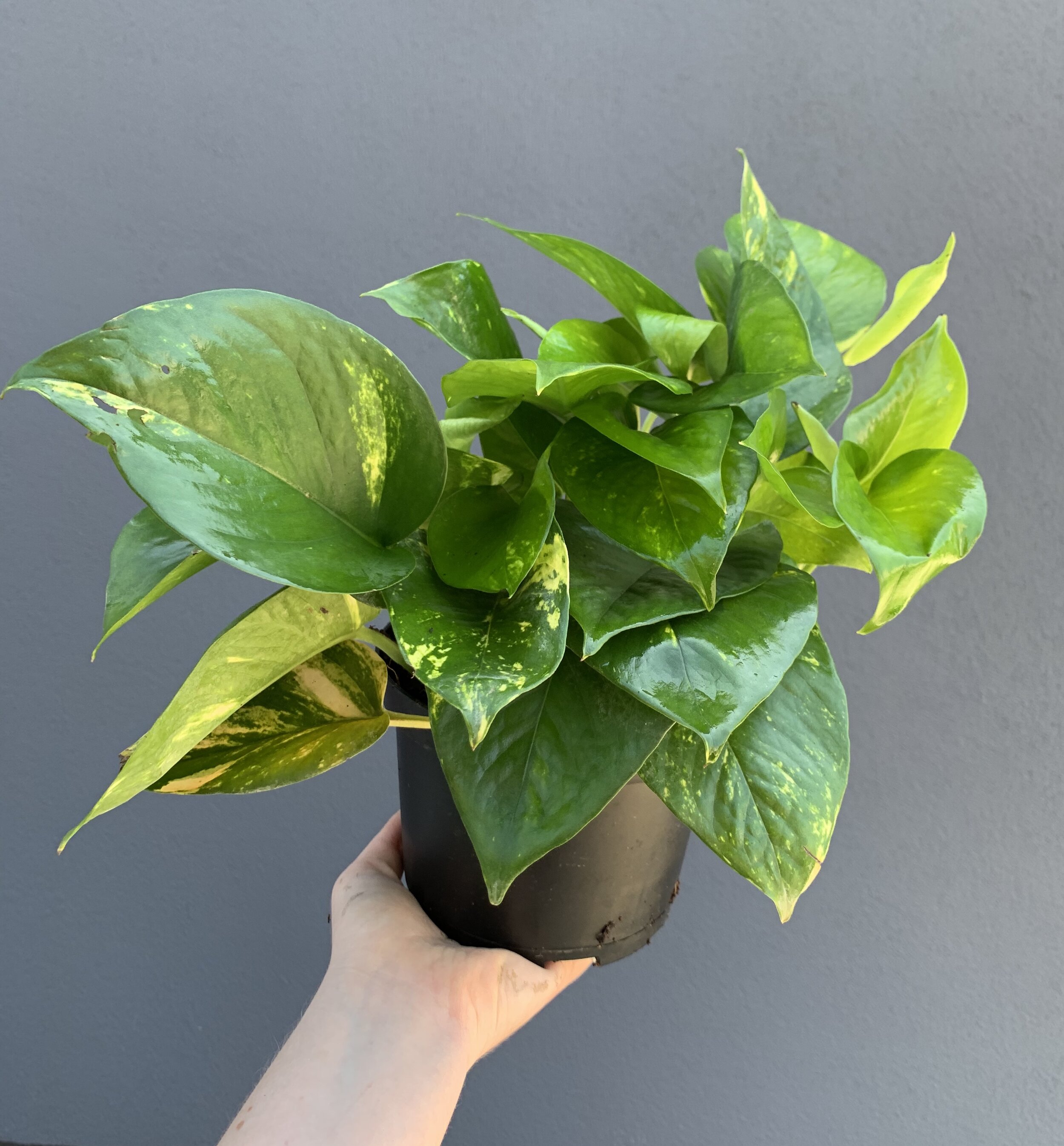 golden pothos houseplants