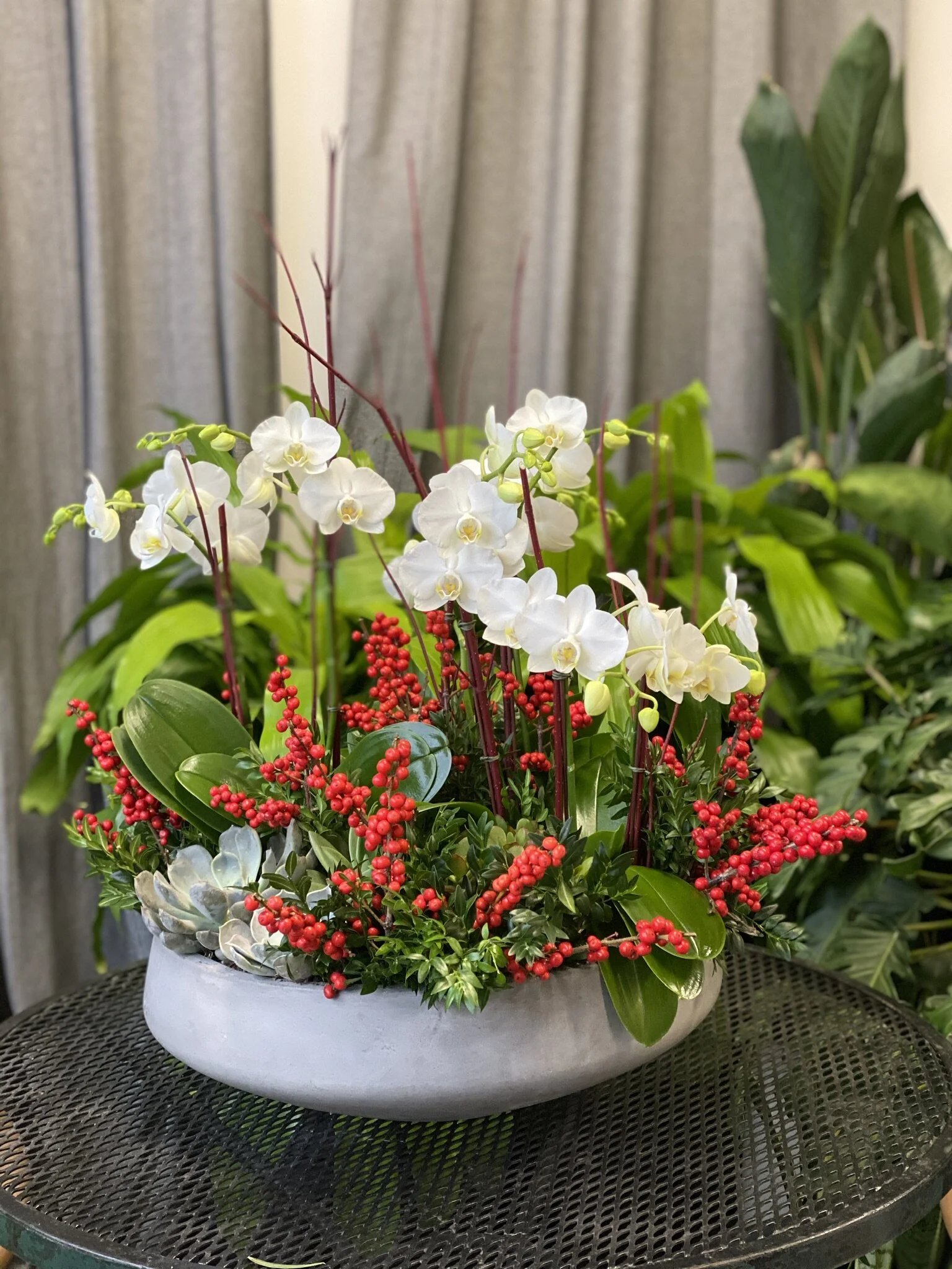 Christmas Plants in Boston 