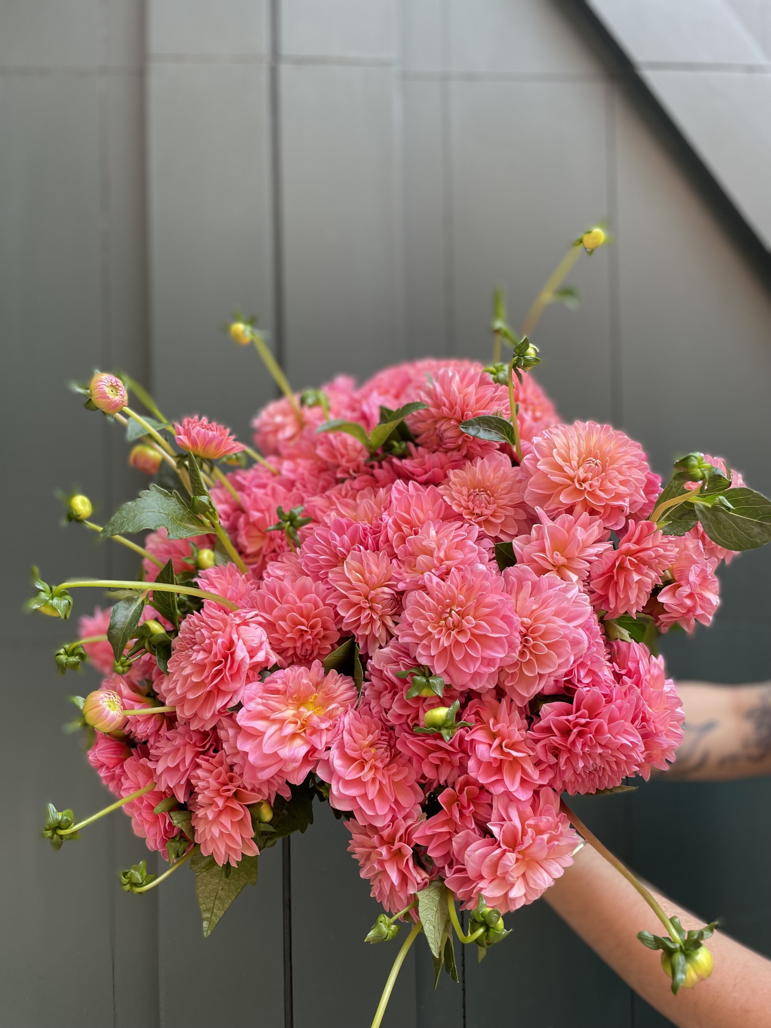 local dahlia bunches for sale pickup boston
