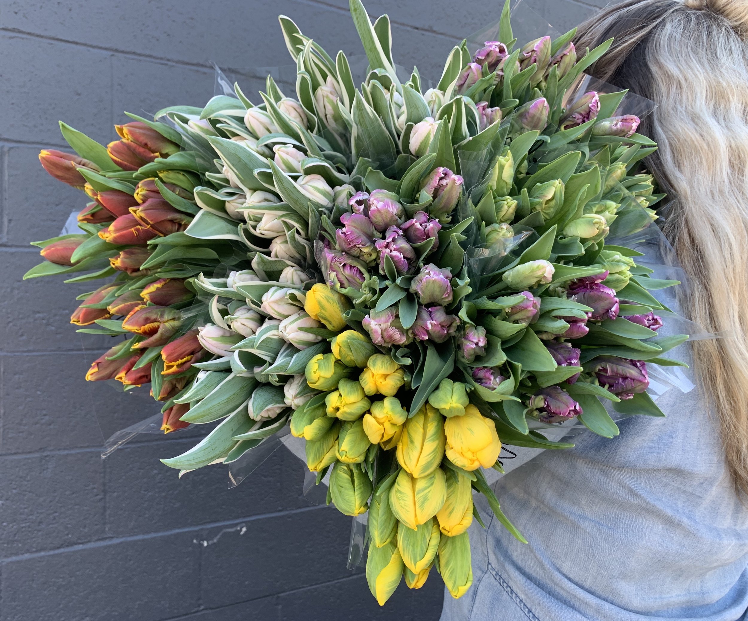 Tulip Flowers in Boston Beacon Hill