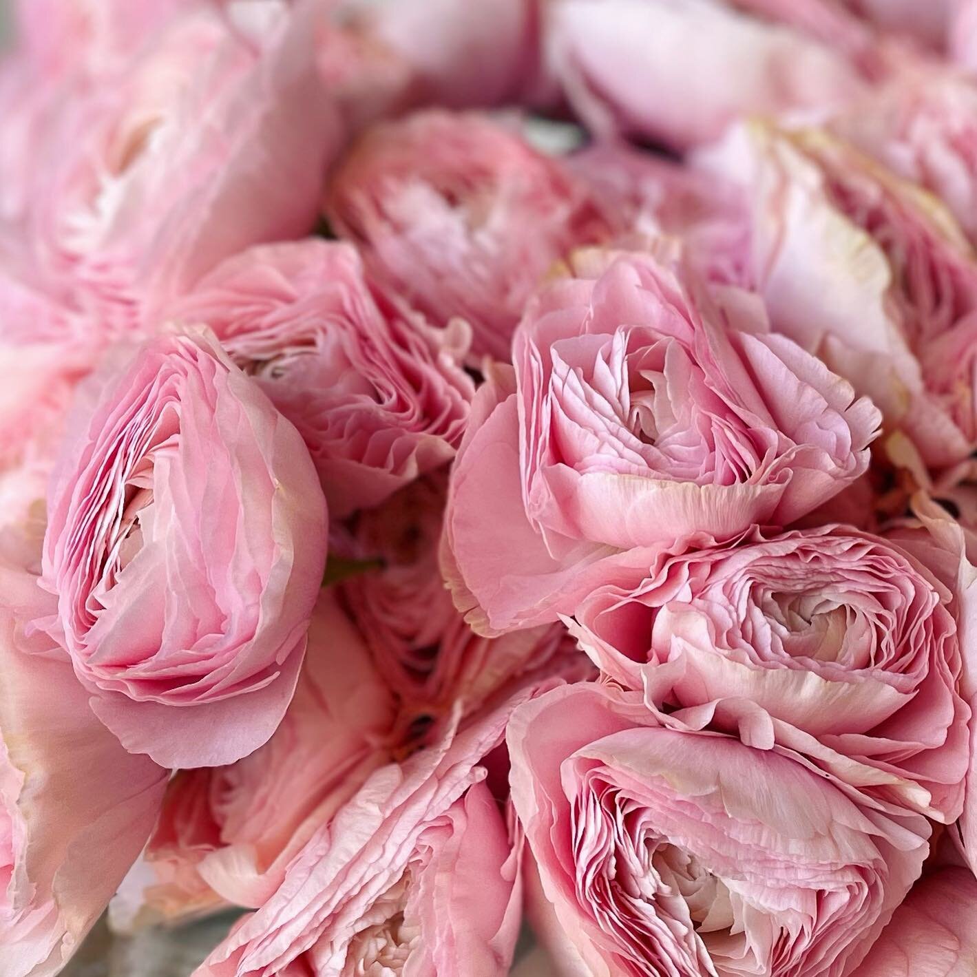 The fluffiest ranunculus we ever did see, in shop! ☁️🩰