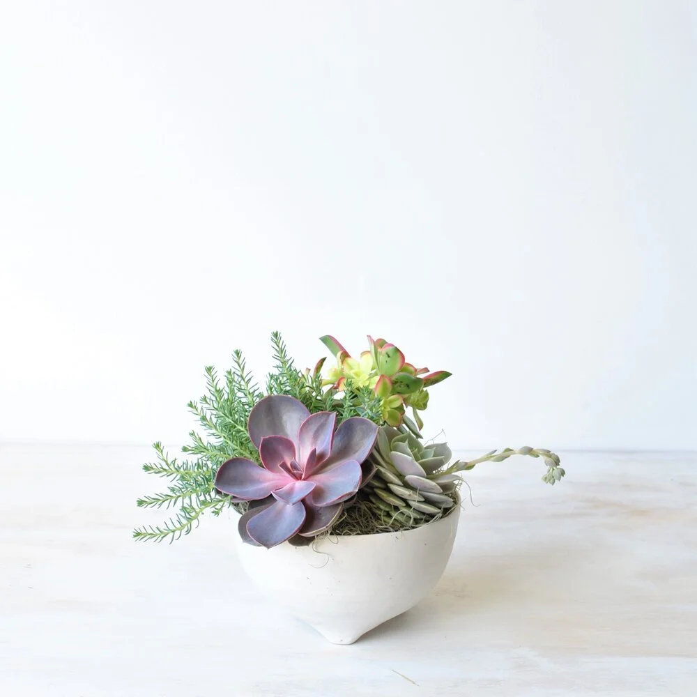 Succulents
