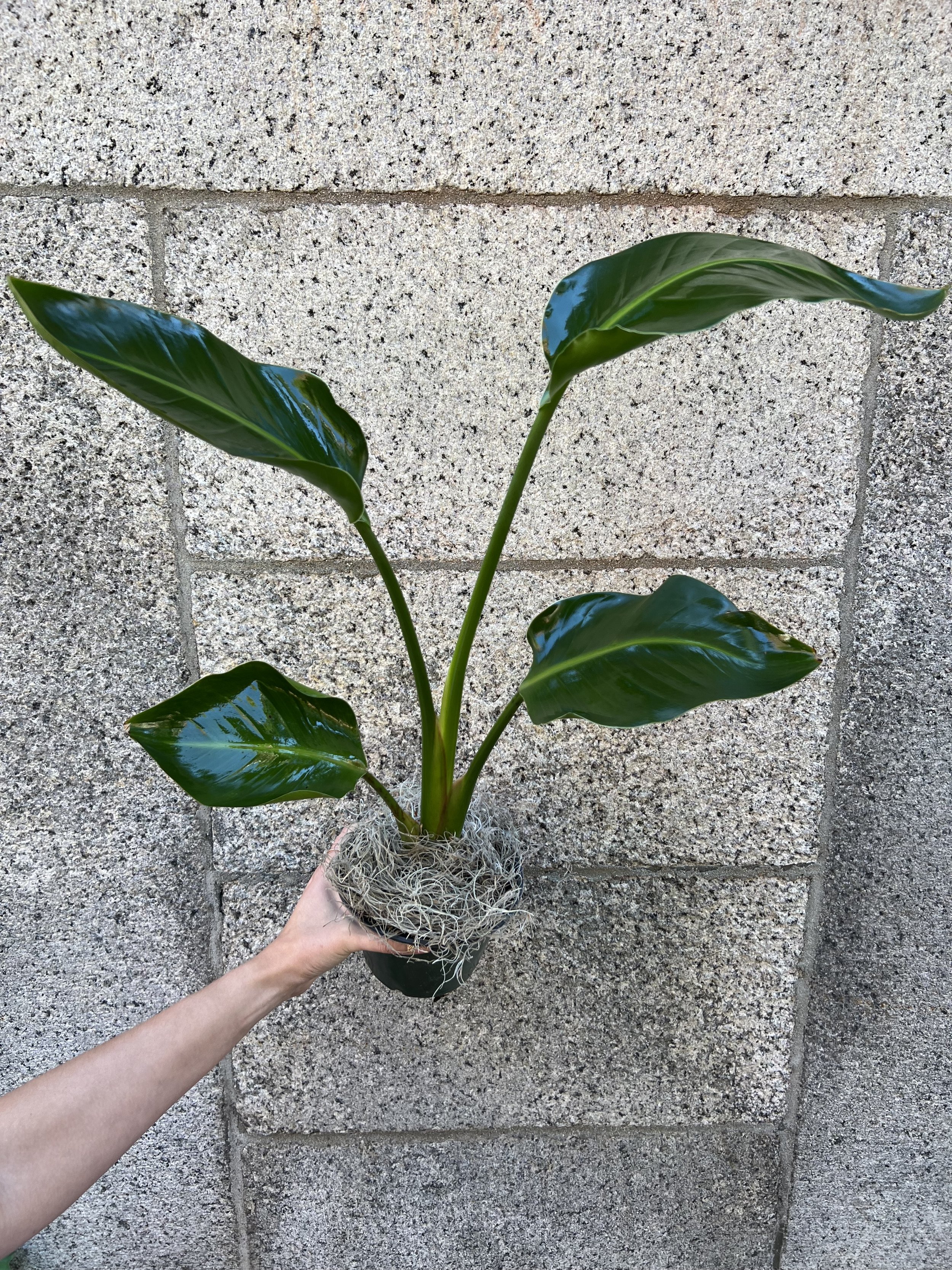 bird of paradise plant, easy houseplant