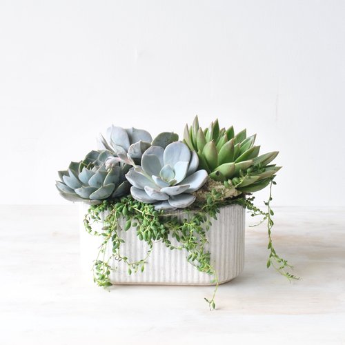 Succulent Delivery! Perfect For The Home or Office, Hand Delivered In The  Greater Boston Area — Rouvalis Flowers & Gardens Bostons Leading Florist  Offering Delivery & Boutique Shopping!